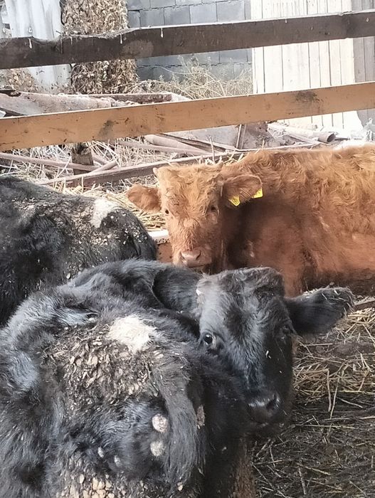 Сельхозживотное бык