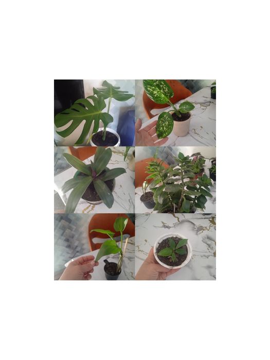 Комнатные растения