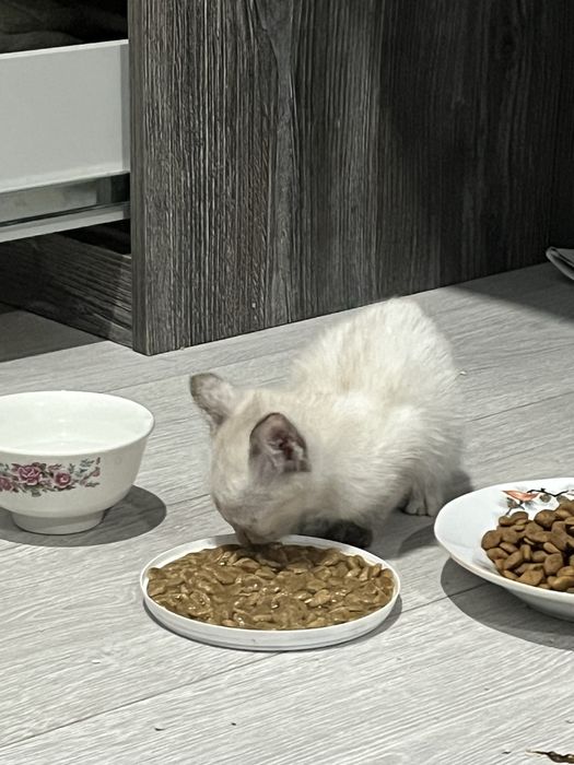 Котенок девочка.