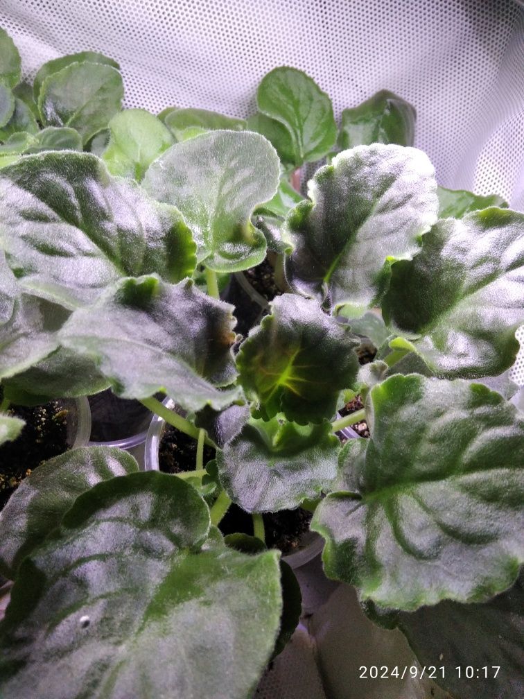 Продажа фиалок (детки ,стартеры)