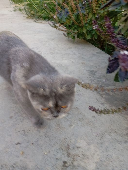 Котята британской породы