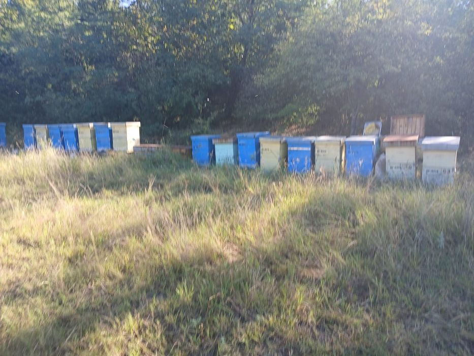 Vânzare cuti stupi.verticali cu cat  funduri Antivaroa hranitoare .