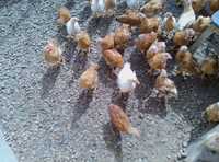 Vând pui de găină sănătoși
