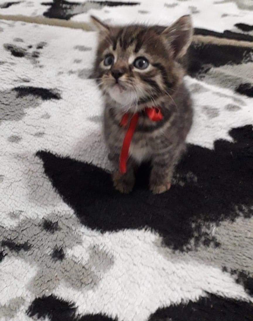 American Shorthair