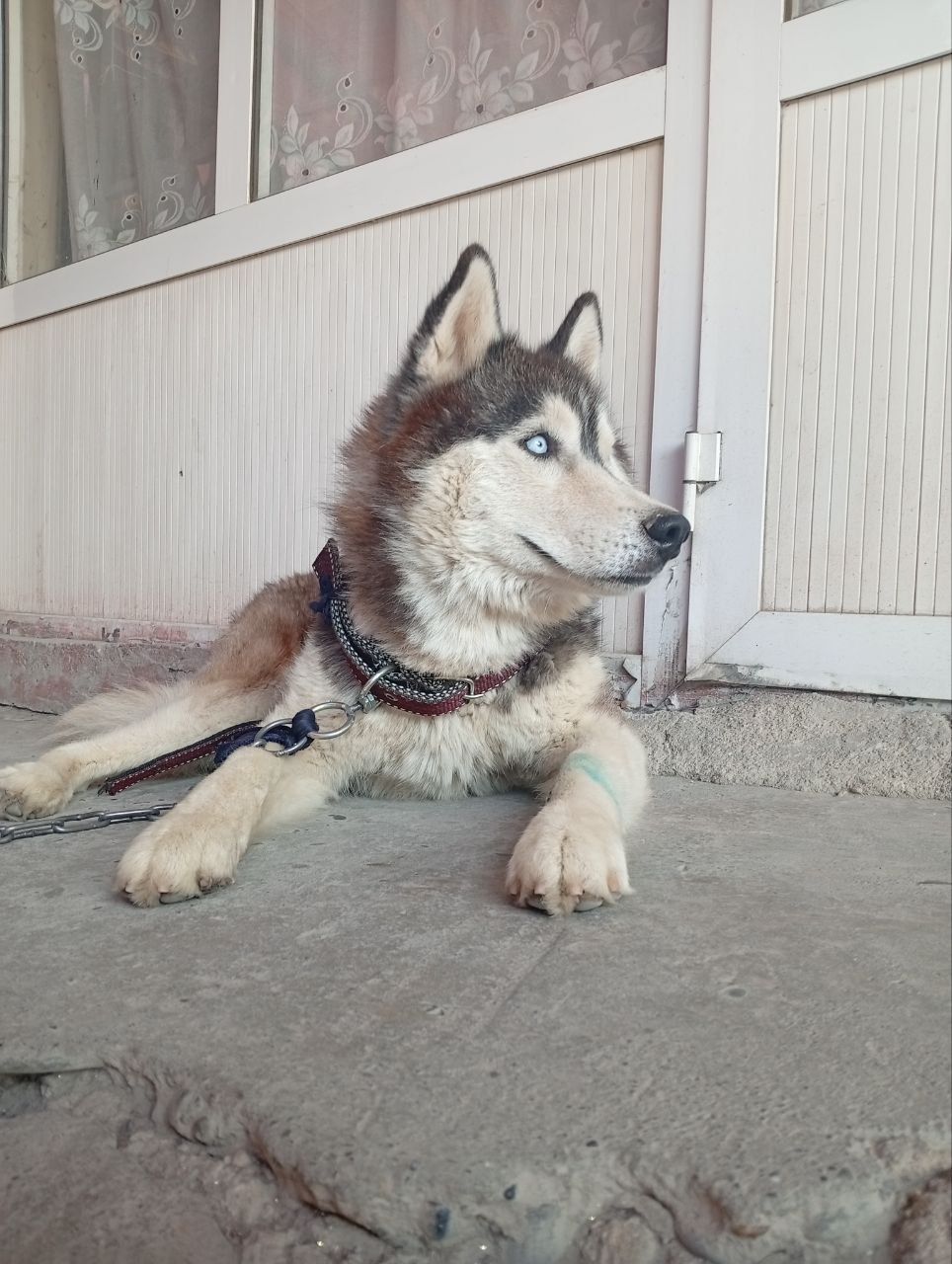 Haski Sibirsky sotiladi 10 oylil kuchuk bolasi