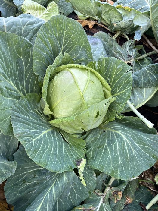 Varza de Buzău de vânzare