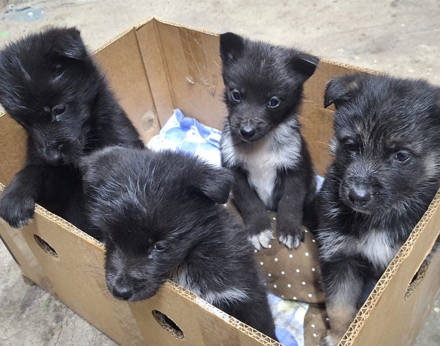 Отдам в добрые руки