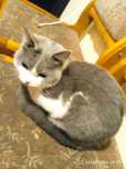 Erkak British shorthair mushugi