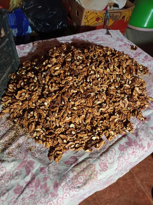 Nuci 2025 samburi si in coaja