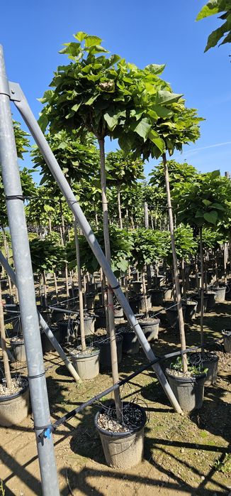 Platan- Tei de floare - Catalpa globulara- Mesteacan