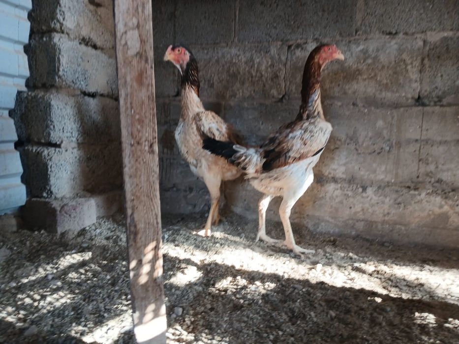 О шамо империя мекендері сатылады