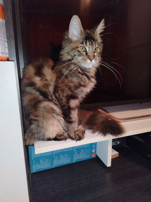 Fetita Maine Coon XXL