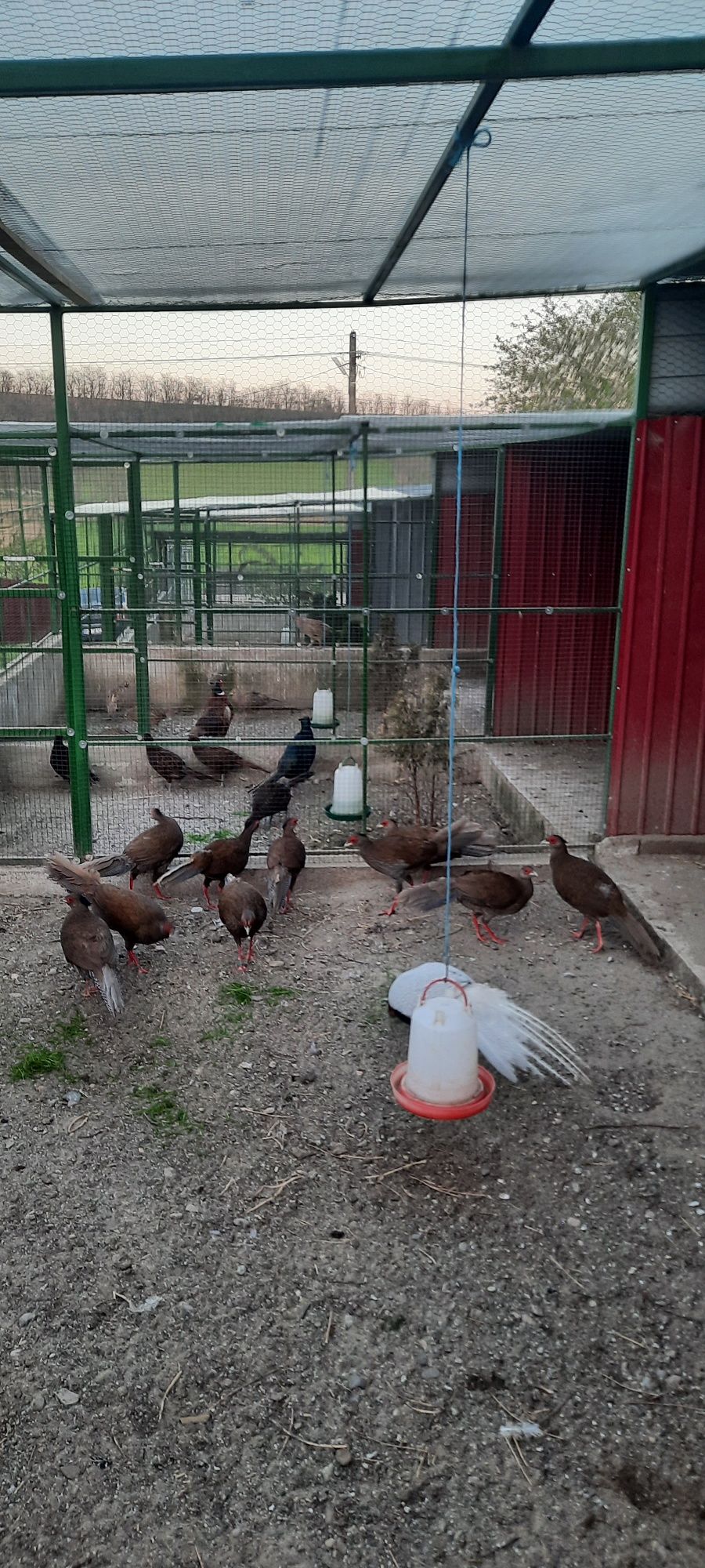 Fazani exotici si rațe