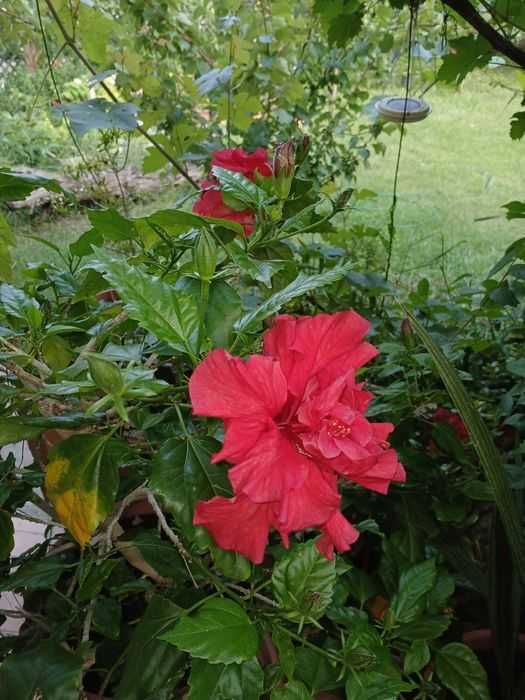 Trandafir japonez matur, Hibiscus Tropical Red, înălțime 90 cm