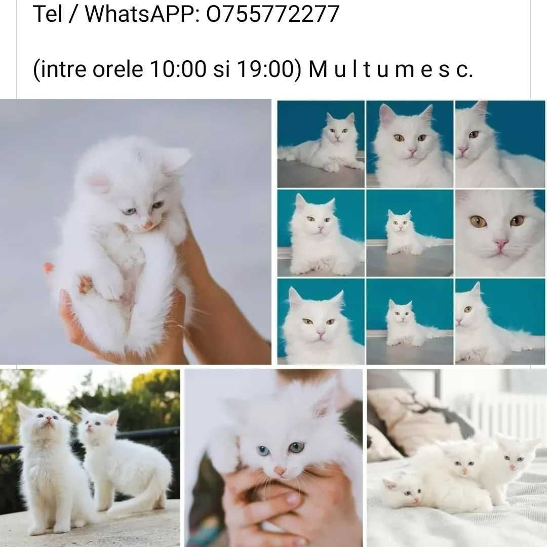 Angora Turceasca