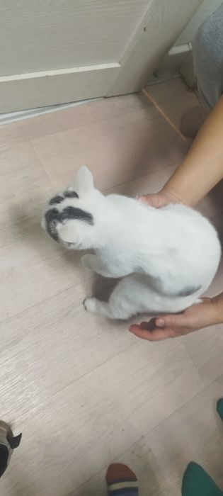 Отдам в добрые руки кошечку