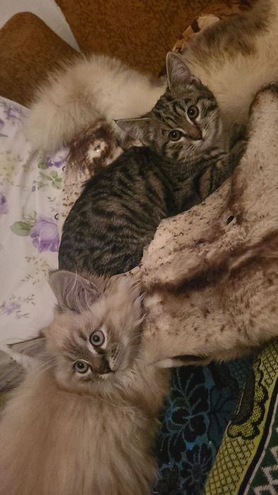 Котята в добрые руки