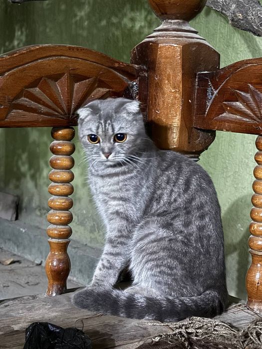 Shotlatskiy vislouxaya koshka srochna sotiladi