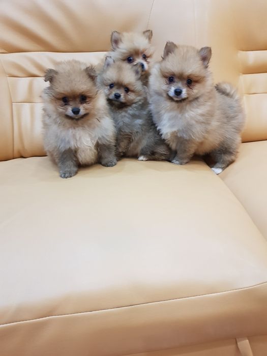 Померан померанчета Гр София снимки от днес 05.12.2025г