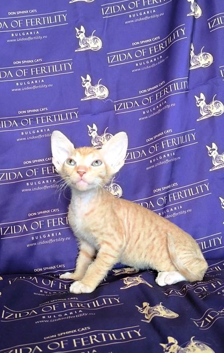 Донски Сфинкс чистокръвно момченце браш