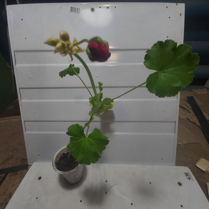 Продам сортовую герань