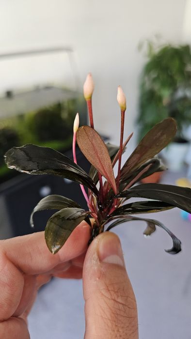 Plante de acvariu: Bucephalandra Serimbu Brown