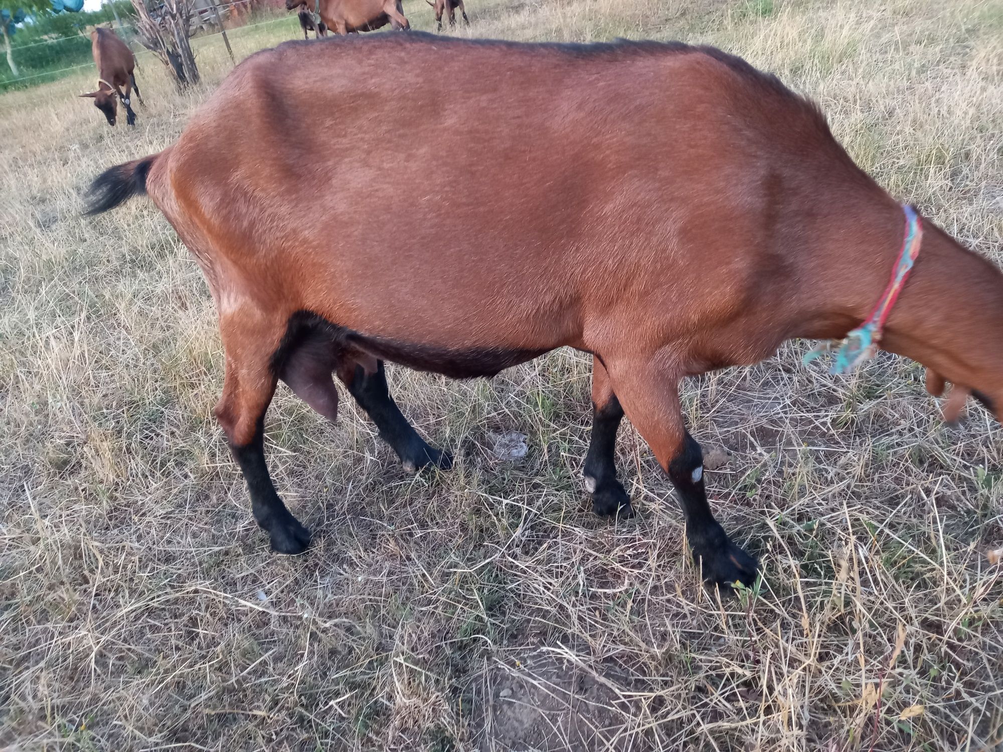 Vând capră alpină