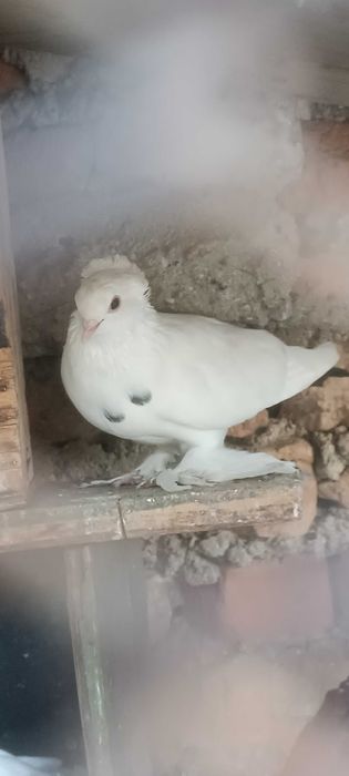 Продаются голуби