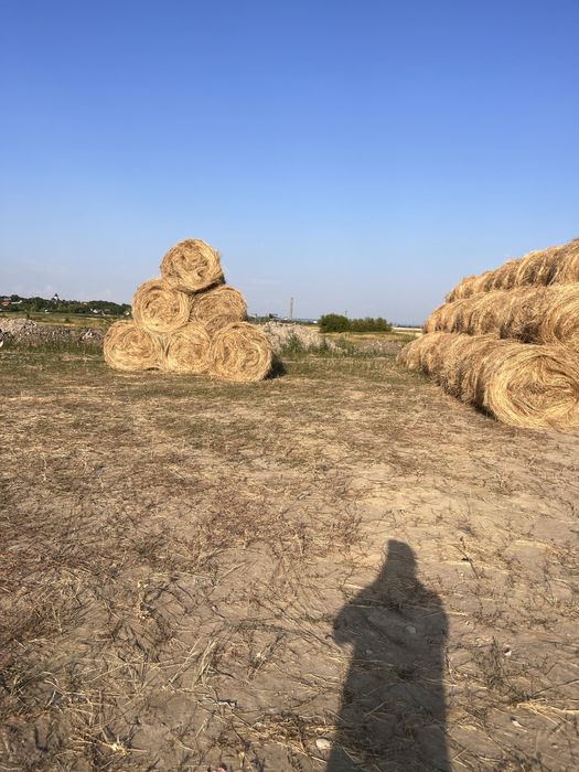 Baloti de fan com holboca