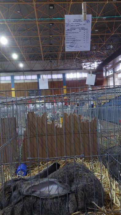 Iepuri uriași germani gri mascul și femele