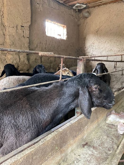 Qoy bor 45 kgdan 60 kg gacha arpa bugdoyda boqlgan  narhi kelwladi