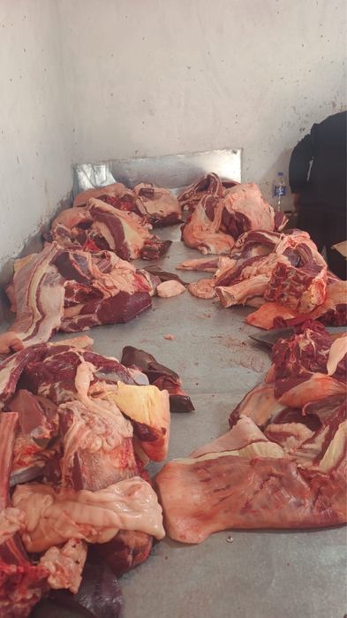 Жылқы еті , Соғым , Жілікте , Конина ,  Мясо, Байтал