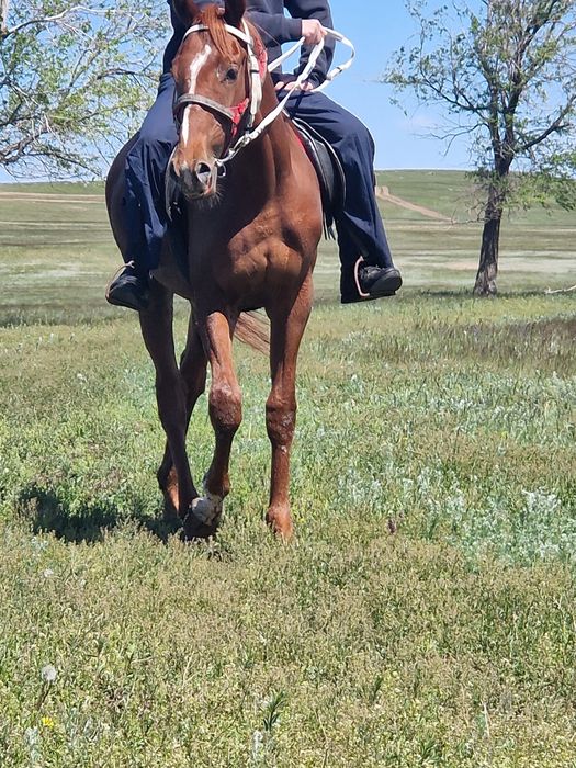 Нужен человек для проездок на лошодях