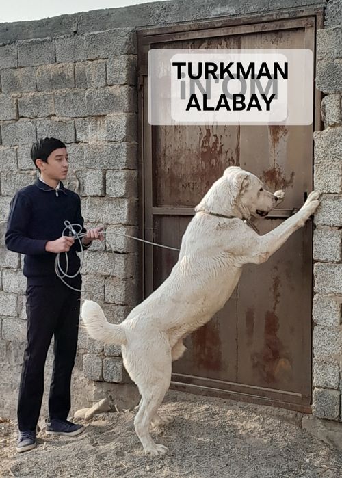 Алабай Туркмен 7 ойлик тоза зод жангчи сиртлони 6.7 та