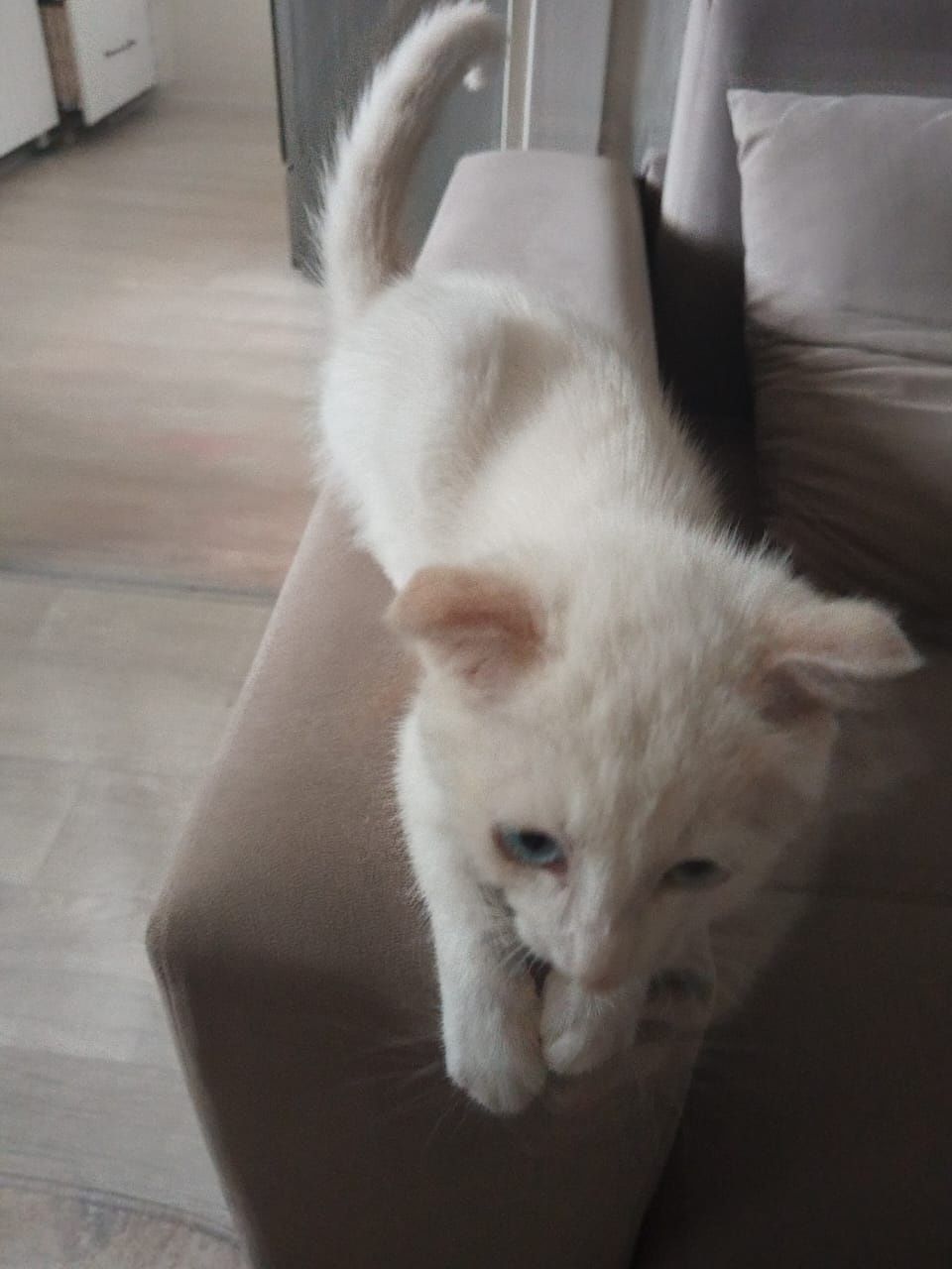 Котенок вислоухий 3мес.