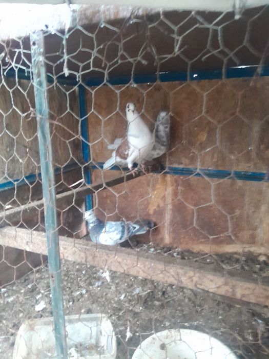 borumbei ieftini da vînzare