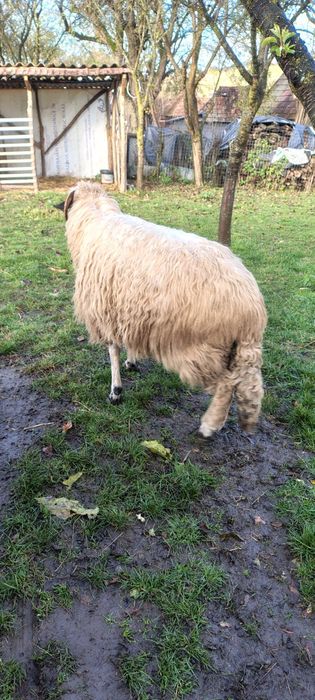 Vind oaie al treilea miel.