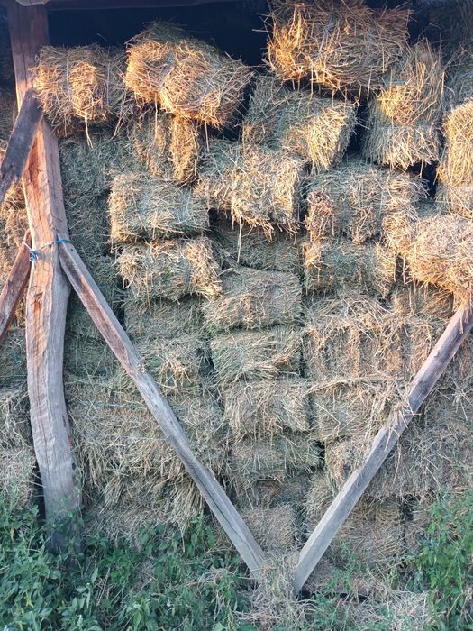 Baloti lucerna coasa2si3