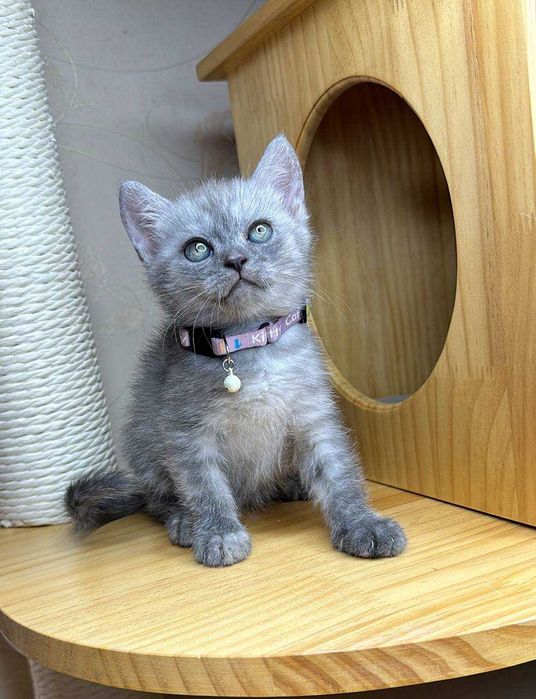 Шикарная девочка скоттиш страйт с паспортом