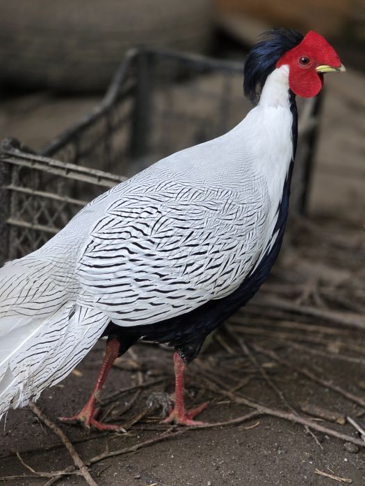 Fazani argintii si cocosi sebright