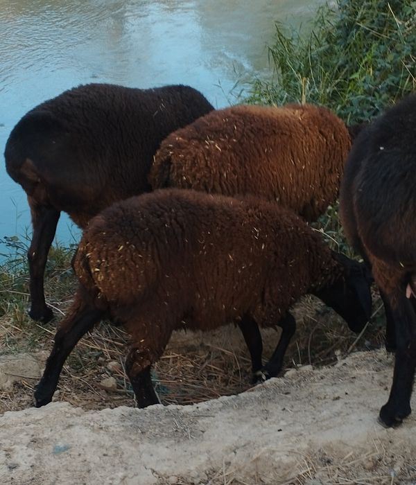 Кузилар сотилади иккта Хасан хусан