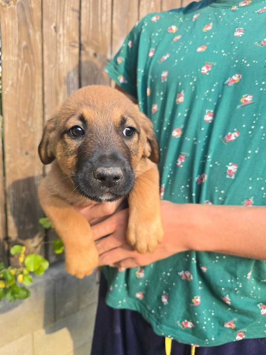 Donez pui metis Malinoise