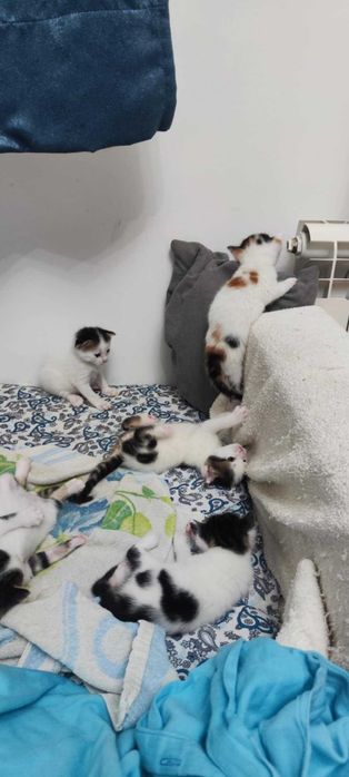 Котета търсят дом