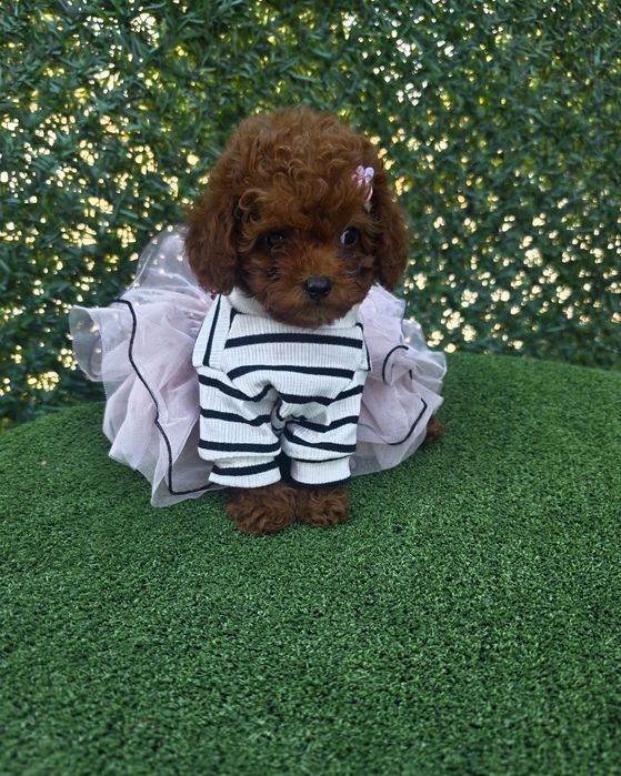 Той пудел /Toy poodle/ 100% Toy/Всички ваксини