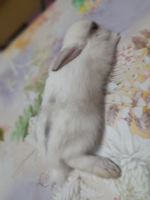 Декоративни зайчета