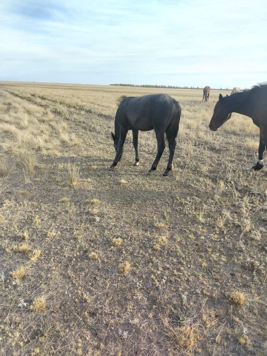 Продаются жеребята ,возраст 6 мес