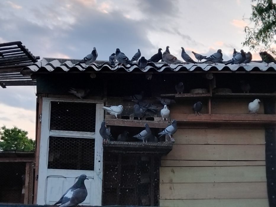 Porumbei voiajori frumoși