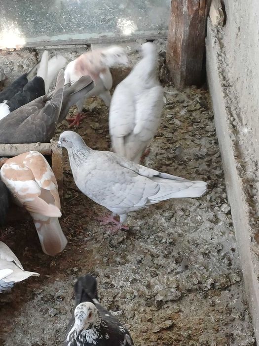 Porumbeii disponibilii .