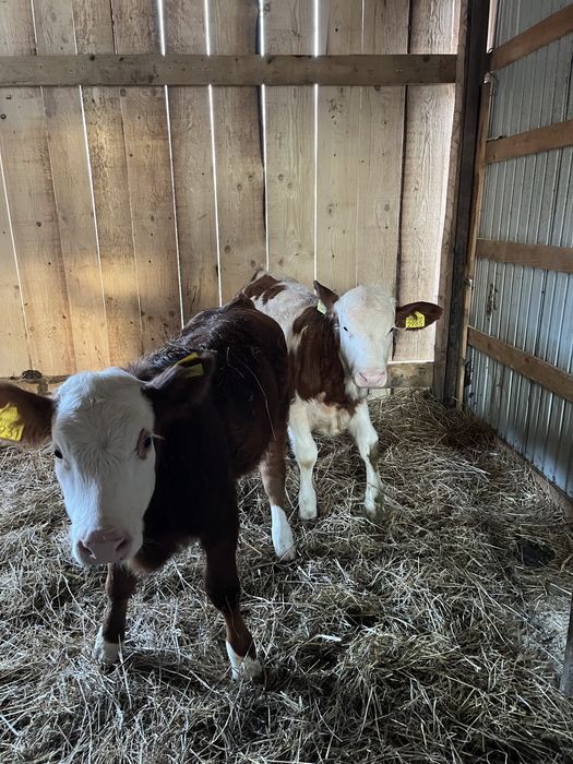 Vând 2 vitele.                .