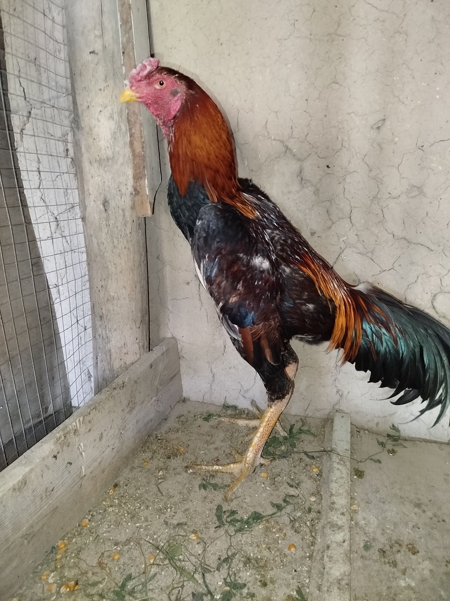 Dakan xoroz sotiladi